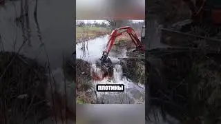 Зачем ломать бобровые плотины? Ответ удивит! 🤔