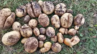 Разочарован первым 