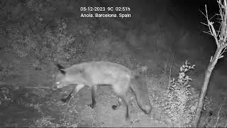 Fox in Spain with a nice tail. Zorro bonita cola.