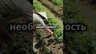 Что посадить в августе  #сад #огород #дача  #чтопосадить  #август