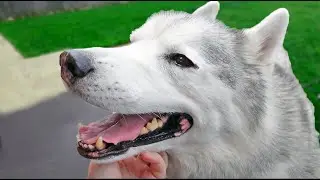 What REALLY Happened To My Dog's EYE? ( correct upload )