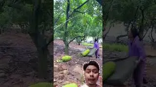 Cara Panen Buah Nangka Besar #fruit #shorts