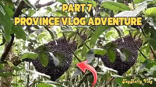 Part 7 || Province Adventure || May Honey Bee sa Puno ng Lansones or (Pukyutan) 