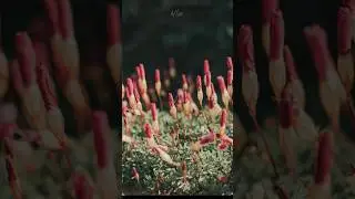 Before/After photo editing part- 23||  #shorts #trending #viral #msgrapher