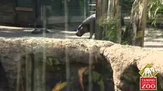 Meet Zuri, the Adorable Baby Pygmy Hippo at Tampa's Lowry Park Zoo