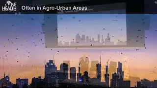 Human Health, Ecosystem Health: ONE Health