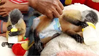 Haha mom put diaper for baby monkey Bobby. Monkey Bobby get diaper and drink fresh milk look so cute