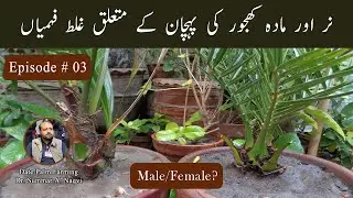 How to differentiate male and female date palm tree? | Palm Farming Pakistan | Part 2