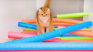 What Can't Cats Walk On? #65
