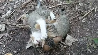 Kittens another happyday🐱🐱🐈🐈