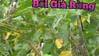 Bẫy Chào Mào Bổi Mới Nhất. Gặp Chào Mào Bổi Già Rừng Đang Xuống Lông Cái Kết.