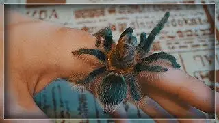 МОЙ ДОМАШНИЙ ПАУК - ПТИЦЕЕД
