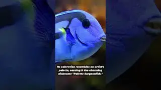 BLUE TANG | Palette Surgeonfish