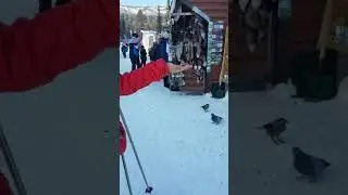 Кедровка 2
