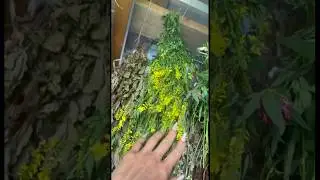 Продолжаем сбор разных трав,как лекарственных,так и для свечей. #лето #дача #травы #фитоаптека