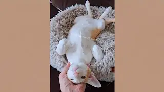 Цвет настроенья - рыжий 🐞😺 #cat #funny #comedy #orientalcat