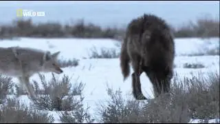 National Geographic: Восхождение чёрного волка