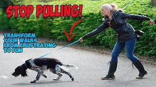 How to Quickly Teach a Dog NOT to Pull on a Leash: 5 simple techniques! 🌟🐕