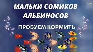 🐠Кормление малька 🦀альбиноса🐋