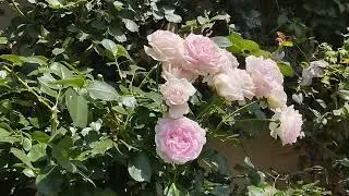 12.06.24 г. Обзор правого розария.