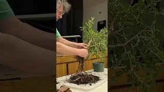 Toronto Bonsai Society Tropical Repotting Demo by 