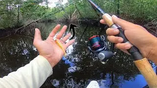 Snook and Tarpon Fishing Mangrove Creeks
