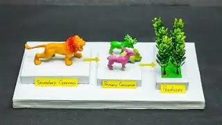 Science Projects | Food Chain Model