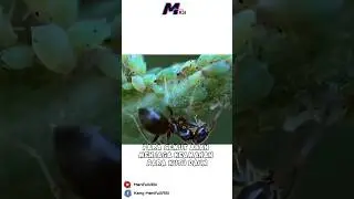 Ternyata di alam liar, para semut memiliki profesi sebagai peternak #shorts #fyp #manifullasi #viral