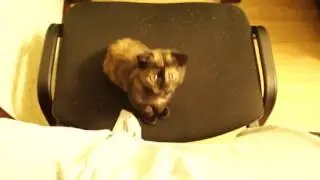 Шотландская вислоухая кошка Тея. 3 месяца.