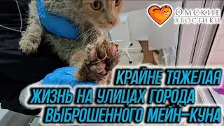 Крайне тяжелая жизнь на улицах города выброшенного мейн-куна | Мартис