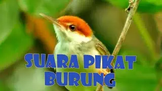 Suara Pikat #Burung Prenjak BamBu ll #Prejak Coki -Coki