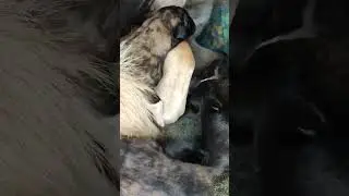 BONNY HAS FINALLY BECOME A MUM. SHE GAVE BIRTH TO 8 PUPPIES ON FIRST LITTER