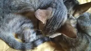 1 boy, 2 kittens (actual footage)