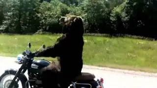 Reaction to the bear in the USA and Russia! :)