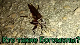 Кто такие Богомолы?