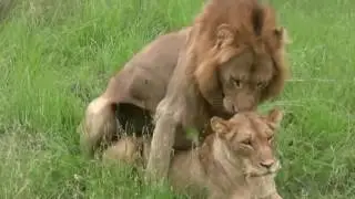 Lion mating