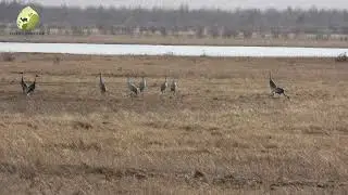 Весенний прилет птиц