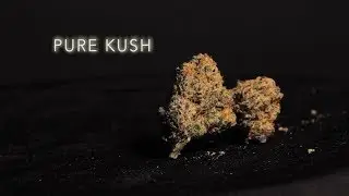 Pure Kush | Strain Review | Nightly Bud