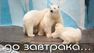 Медвежата до завтрака попили маминого молочка и пошли купаться.