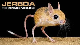 JERBOA - Hopping Desert Rodent, Cute But Deadly!!