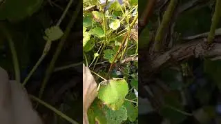 нв любимой дачке поспел виноград
