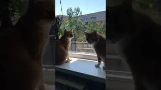 Держат уже второй район! #котовлог #catshorts #catlover #funnycats #kitten #котики