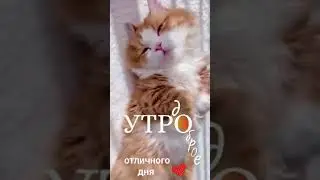 Доброе утро! 