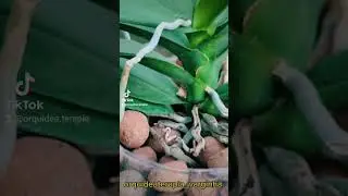 Resultado de Orquídea na Água depois de 3 meses
