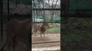 2 Lions #zoo #bannerghatta #lion #youtubexbgmi