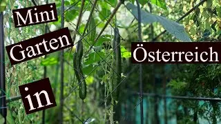 Bau Gurken an