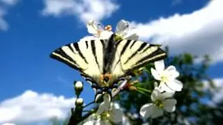 Spring in the garden