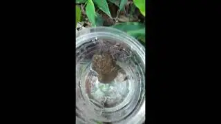 A Video Of Frogs:Frog Watch??