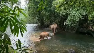 Elephant's River Cross 🐘🌊 #shorts #short #elephants #animal