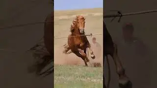 tending #horse #unstopble #shorts